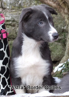 Slate blue and white border collie puppy
